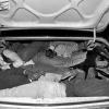 How many illegal immigrants can you fit into the trunk of a car? How many illegal immigrants can you fit into the trunk of a car?