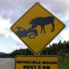 Invincible moose Invincible moose
