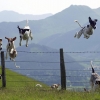 Jumping dogs Jumping dogs
