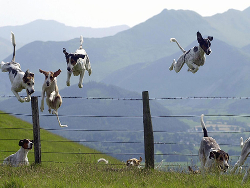 Jumping dogs