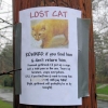 Lost cat Lost cat