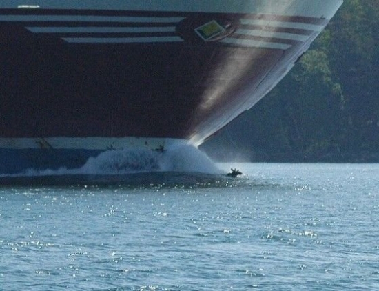 Moose in a tight spot