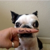 Moustache Moustache