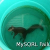 MySQRL Failure MySQRL Failure