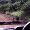 Real life Timon and Pumba Real life Timon and Pumba