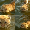 Scared swimming cat Scared swimming cat