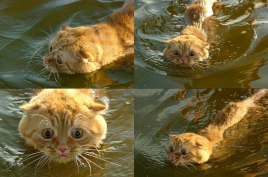 Scared swimming cat