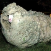 Sheep with an afro