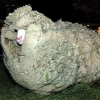Sheep with an afro Sheep with an afro