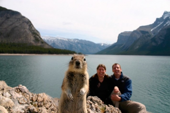 The Crasher Squirrel