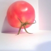 Tomato carrying itself
