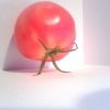 Tomato carrying itself Tomato carrying itself