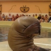 Walrus is embarrassed Walrus is embarrassed