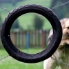 Dog-through-tire jump fail Dog-through-tire jump fail