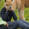 Alpaca face Alpaca face