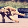 Breakdancing dog Breakdancing dog