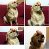 Dog holding eggs Dog holding eggs