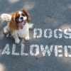 Dogs allowed Dogs allowed