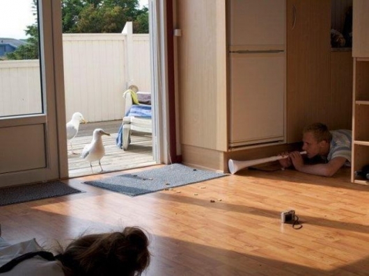 Trolling the seagulls