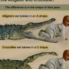 What's the difference between the alligator and crocodile