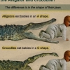 What's the difference between the alligator and crocodile What's the difference between the alligator and crocodile