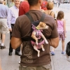 Backpack puppy