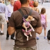 Backpack puppy Backpack puppy