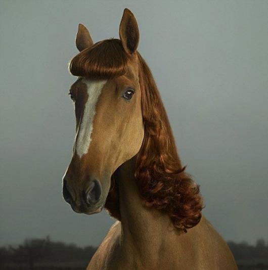 Beautiful lady horse