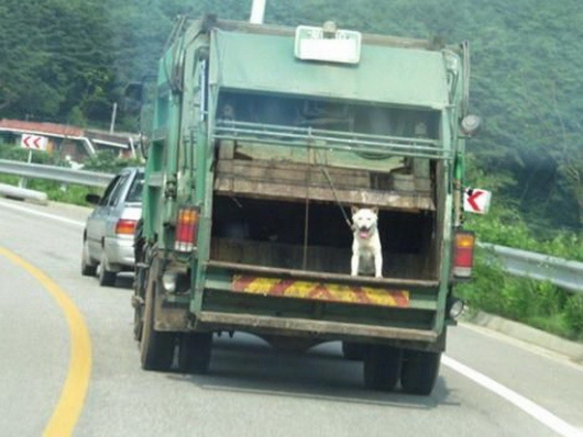 Don't throw your dog away!