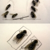 Flies doing things Flies doing things