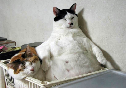 Godfather cat