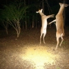 Zombie deers