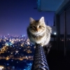 Cat has no fear of heights Cat has no fear of heights