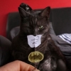 Catman Catman