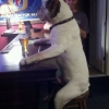 Dog in a pub Dog in a pub
