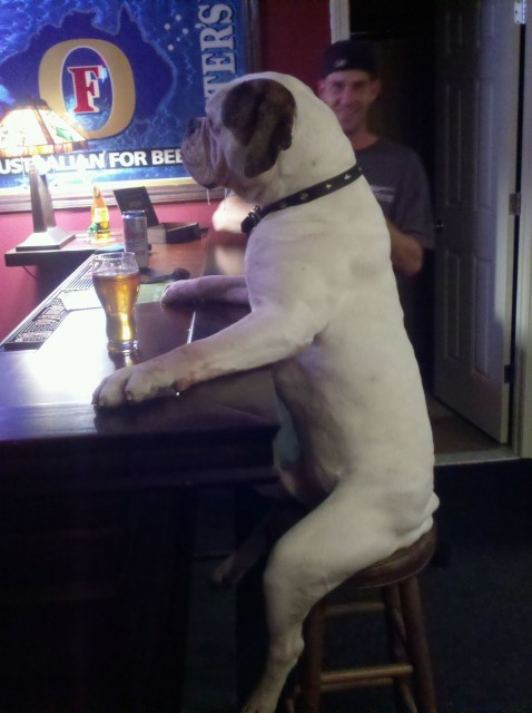 Dog in a pub