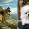 Dog vs. not a dog Dog vs. not a dog