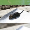 Frog vs. chipmunk