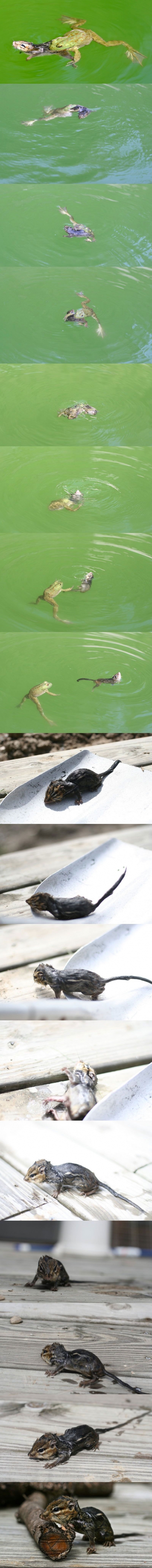 Frog vs. chipmunk