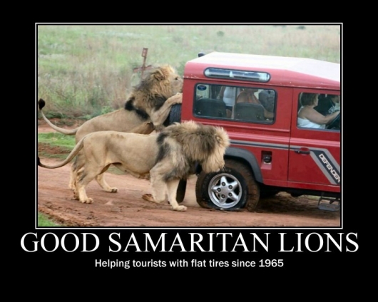 Good samaritan lions
