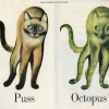 Puss vs octopus Puss vs octopus
