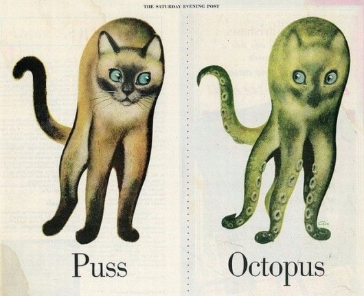 Puss vs octopus