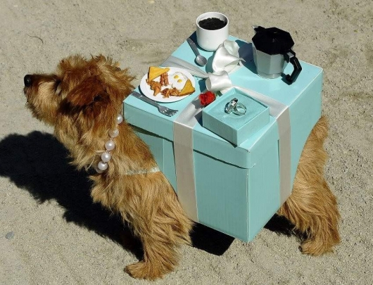 Romantic table dog