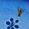 Wasp on water Wasp on water