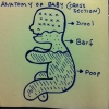 Anatomy of a baby Anatomy of a baby