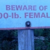 Beware of 600-lbs. females Beware of 600-lbs. females