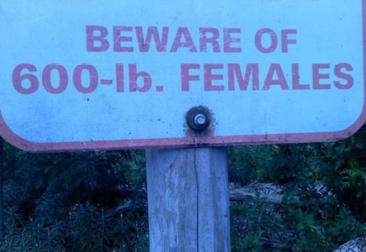 Beware of 600-lbs. females