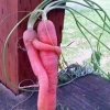 Carrot hug Carrot hug