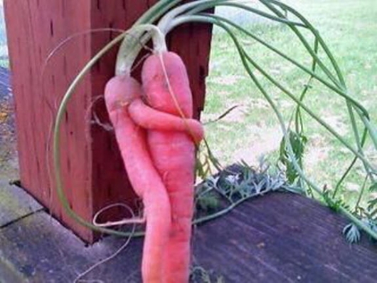 Carrot hug