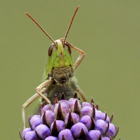 Confused grasshopper